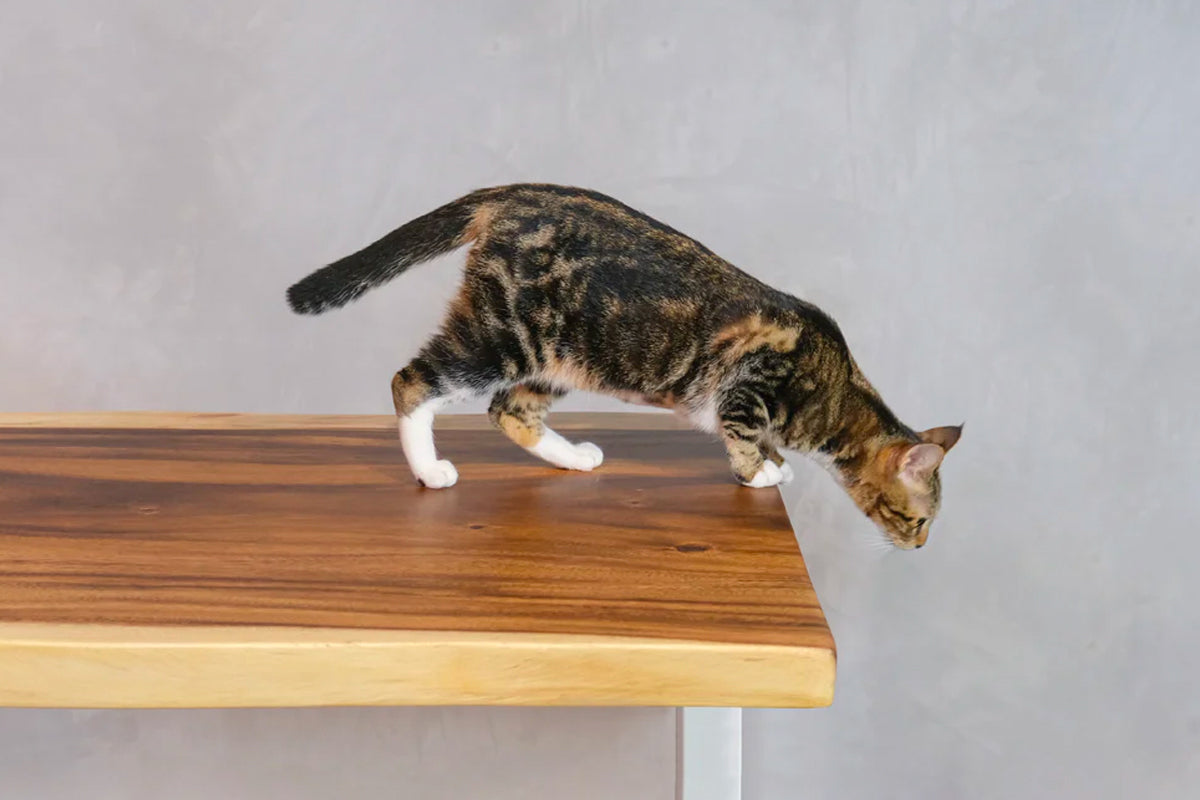 Getting to the Root of Our Quality Wood Table Tops